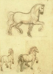 horses